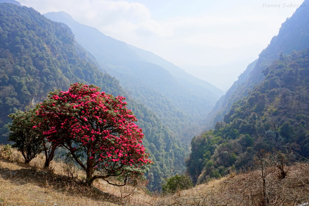 poonhill nepal trekking